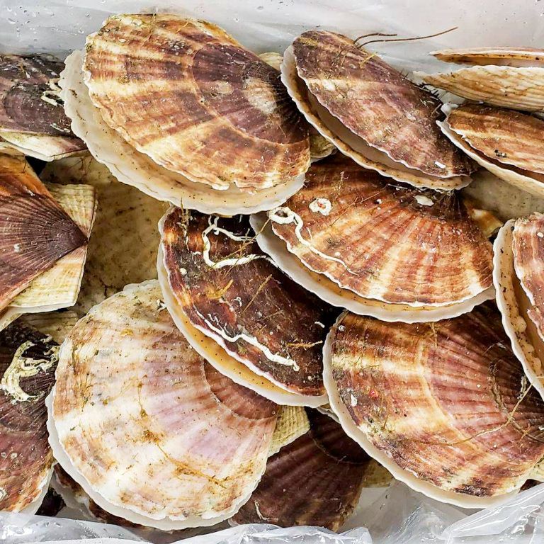 貝付き 活きホタテ(4kg)